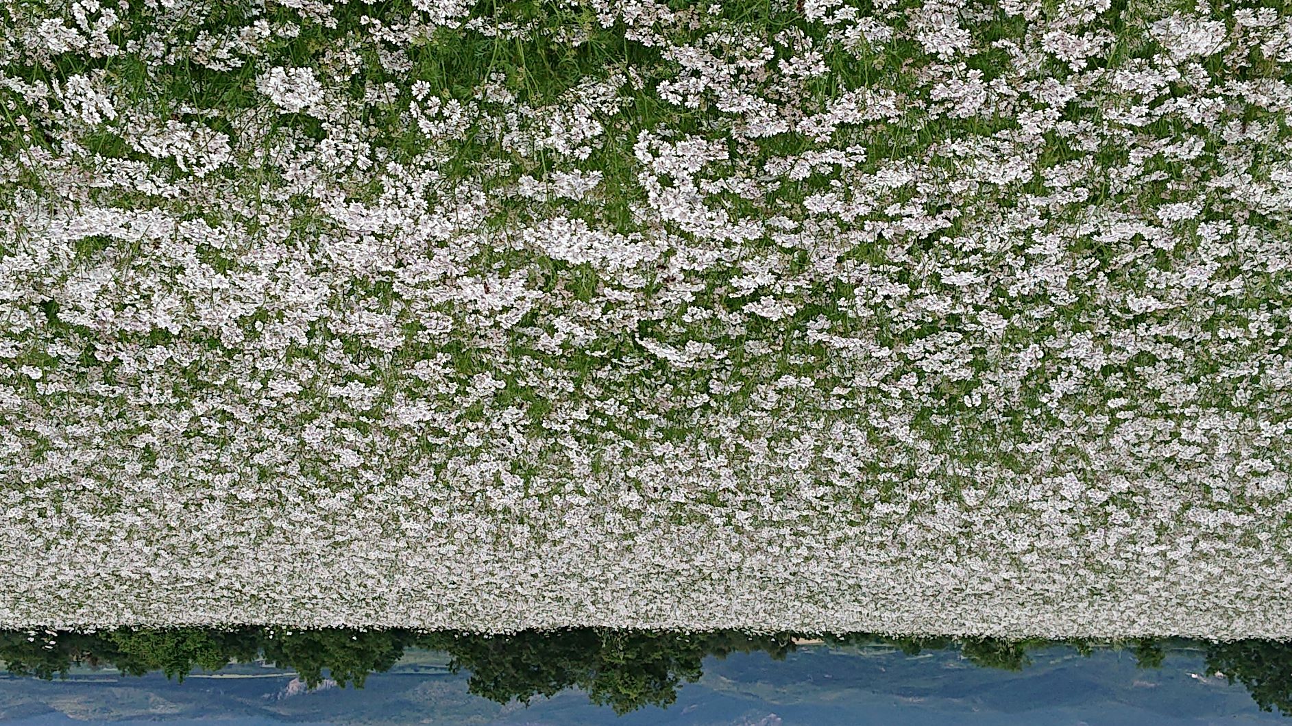 Coriandre 723-corianderjpg.jpg