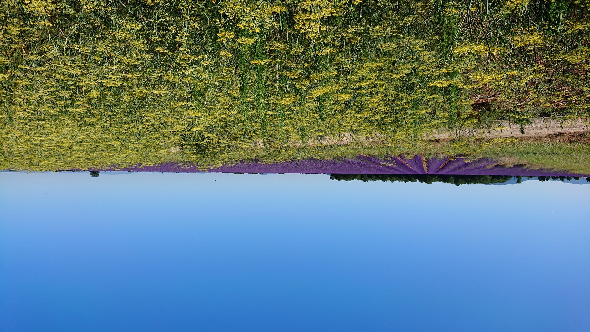 Fenouil 723-fenneljpg.jpg