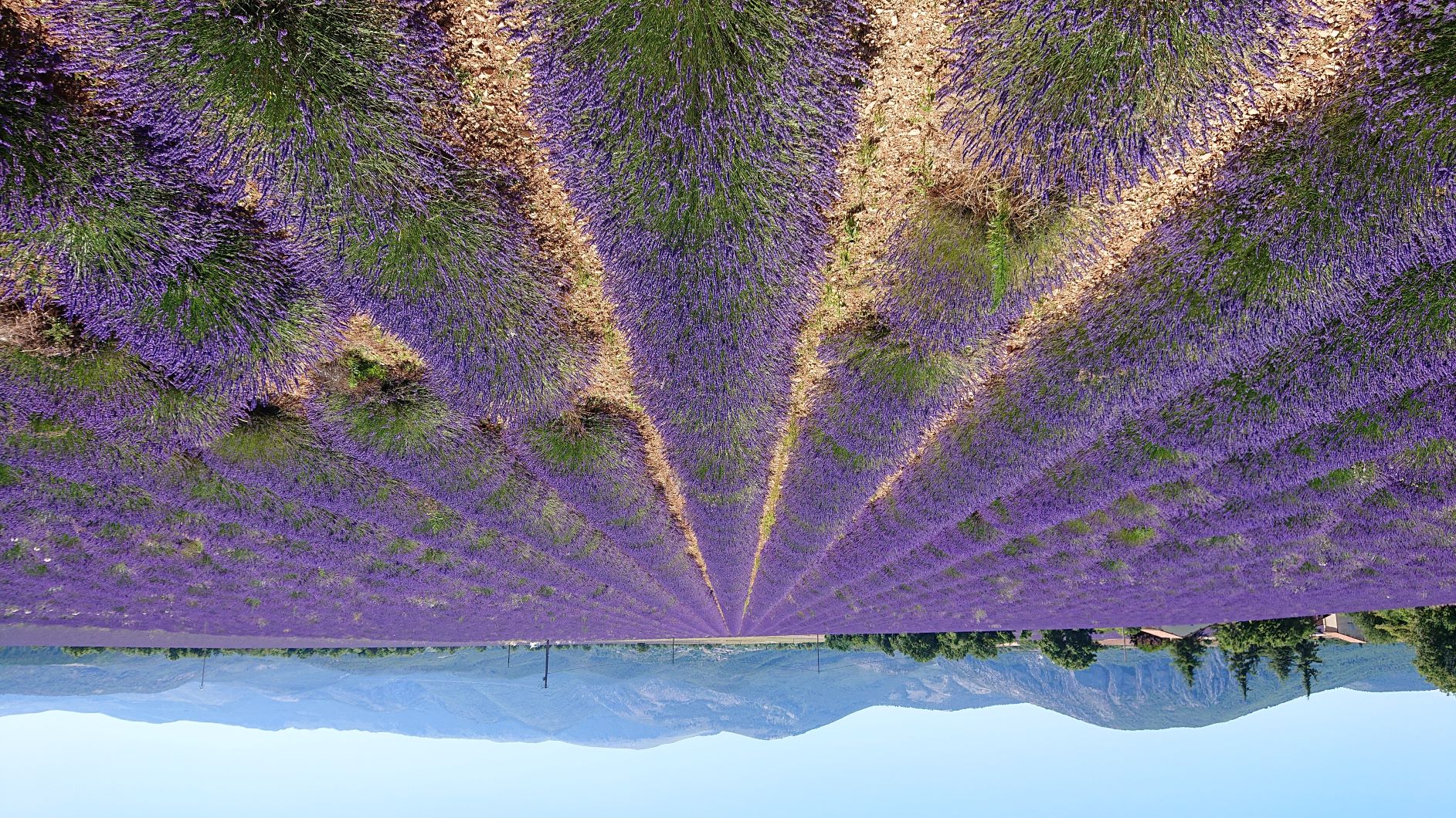 Lavande 723-lavender2jpg.jpg