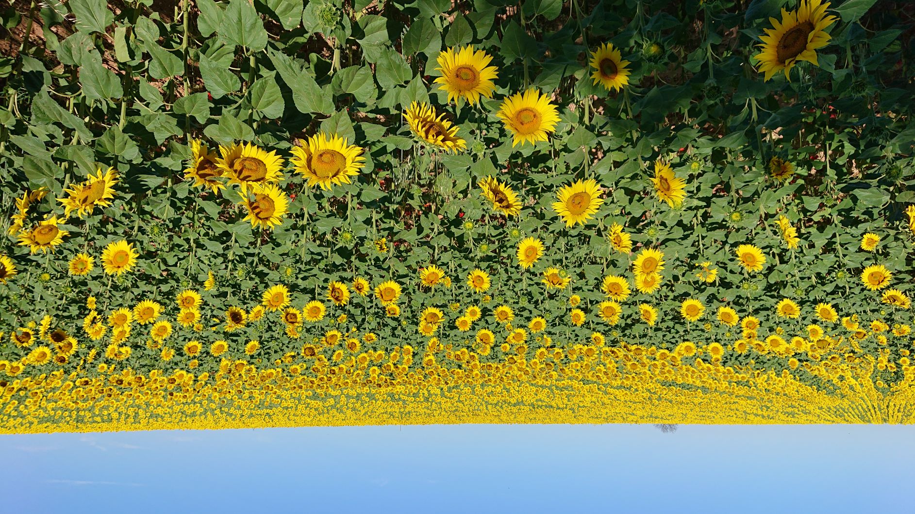 Tournesol 723-sunflowerjpg.jpg