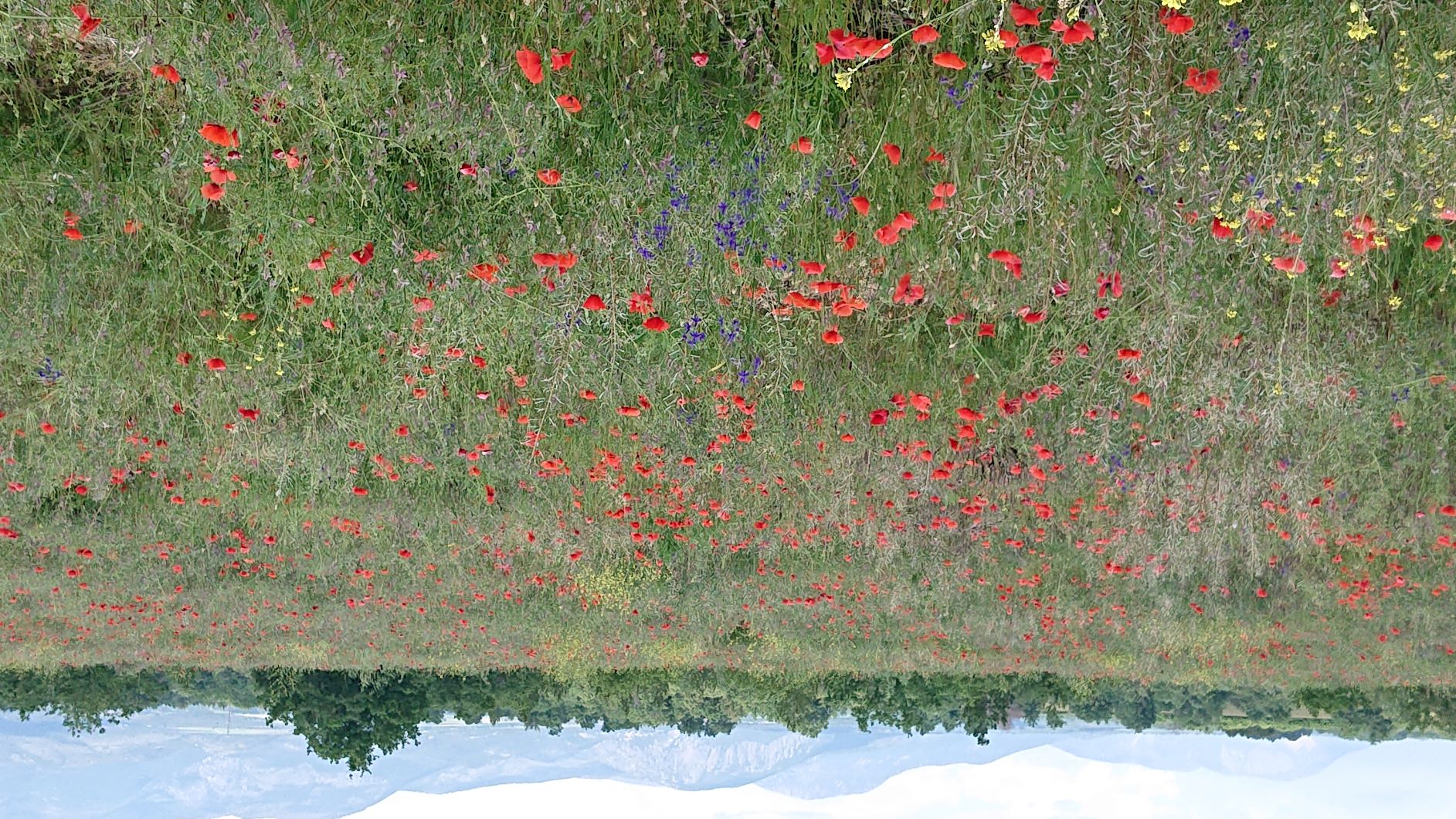 Fleurs sauvages 723-wild-flower-meadowjpg.jpg