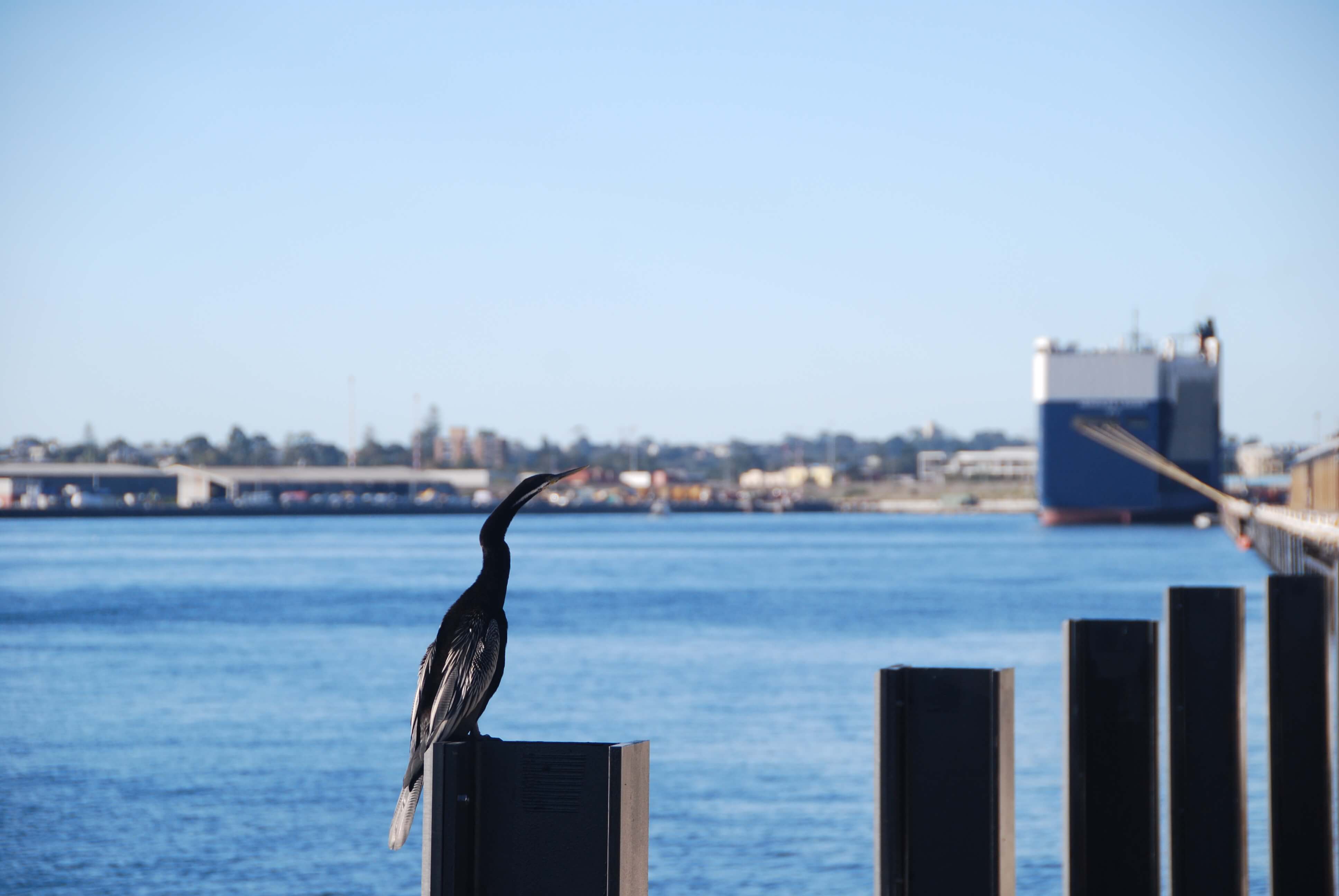 Frequently Asked Questions Marine Medicine and Medical Supplies Perth