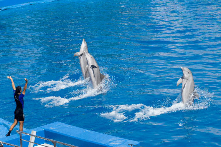 209-show-de-delfines.png