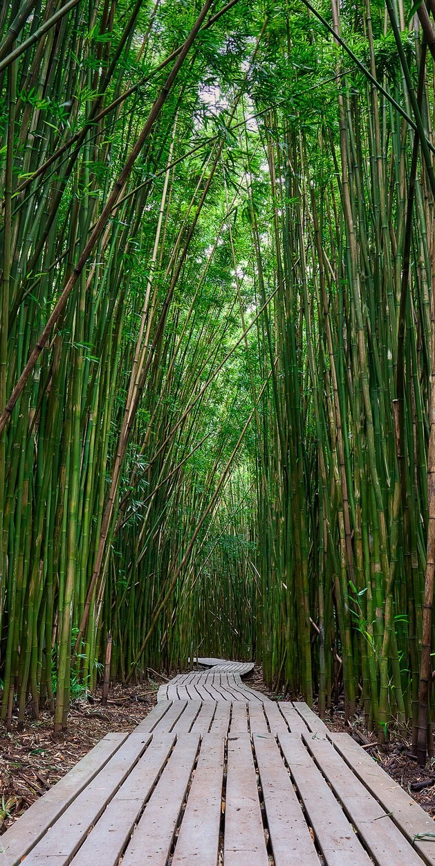 184062912502202-bamboo-forestjpgajpga.jpeg