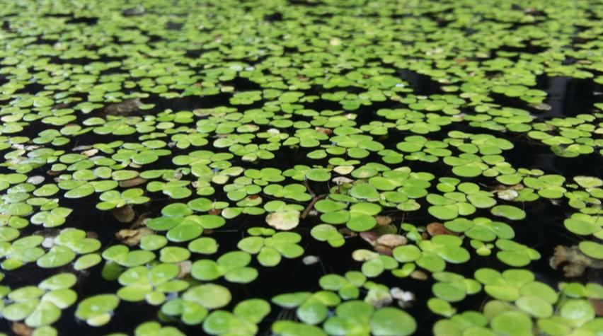 NEWS REGARDING AQUATIC PLANT LIFE ON WHITE SAND LAKE