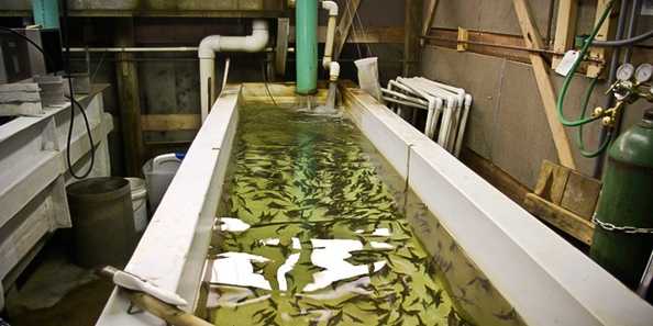 Lac du Flambeau Fish Hatchery Update