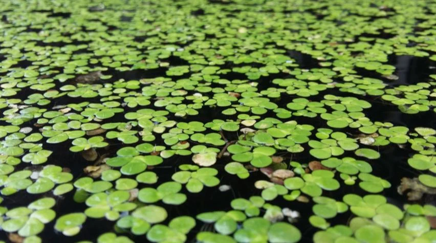 Eurasian Watermilfoil (EWM) Removal - Tribal Update