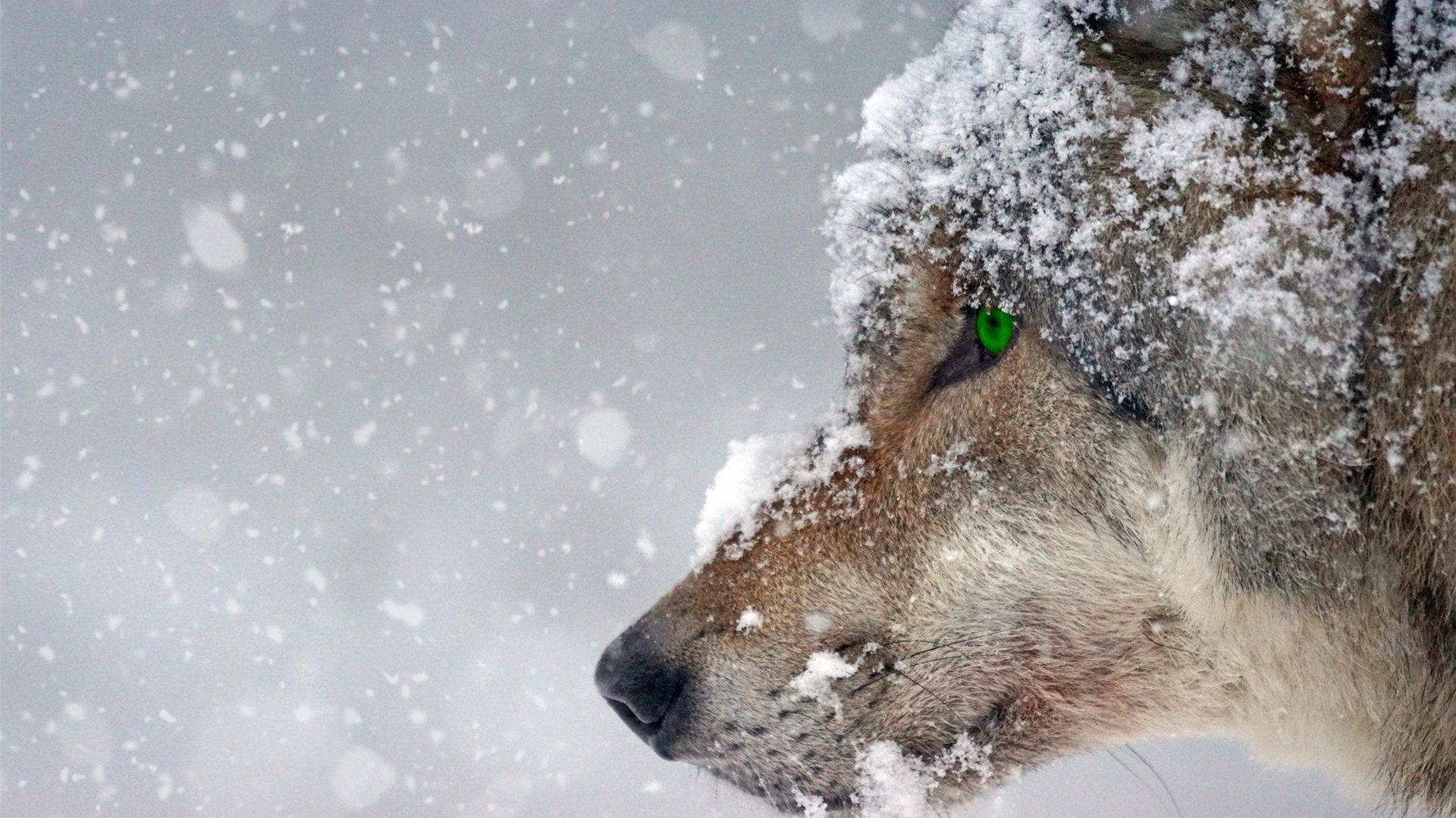 56-wolf-2043464-16471246618993.jpg