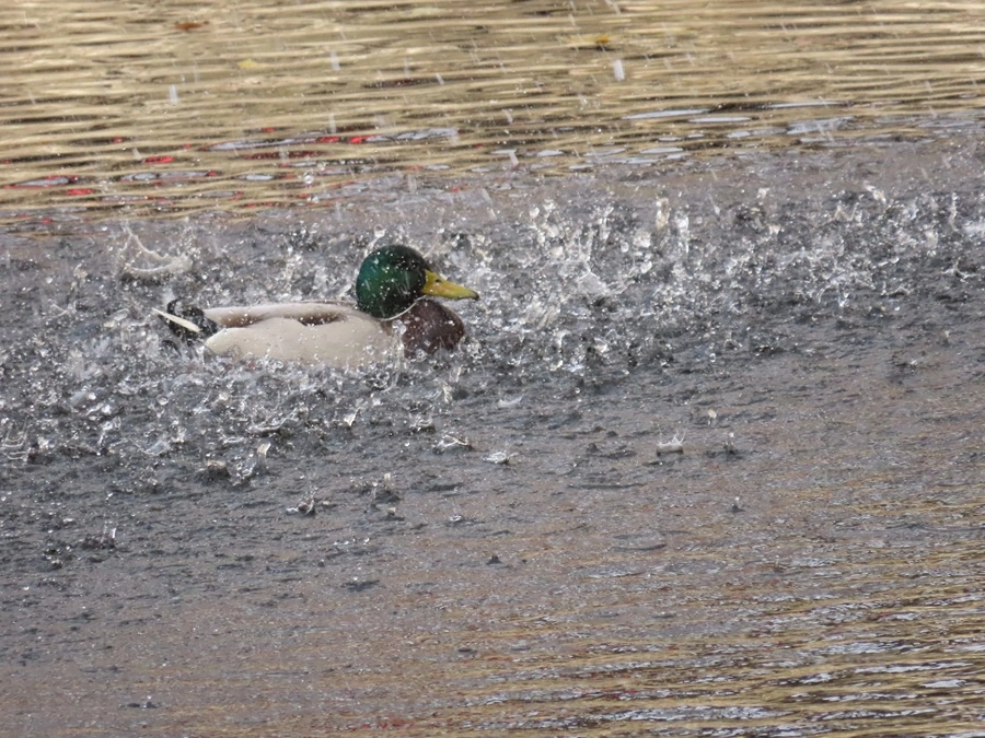 11925-img2379-1-17453507034608.jpg