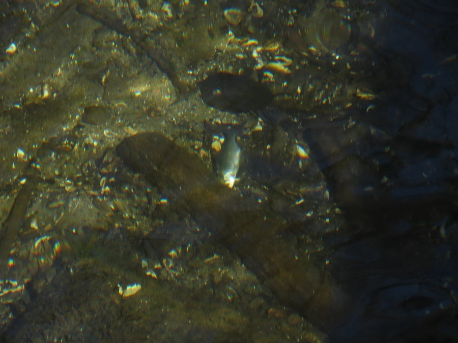 12309-img0225-1-17457568534964.jpg