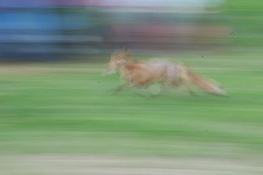 14362-img7958-1-17481861110832.jpg