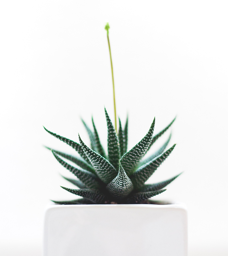 12151077858832634-plant4.png