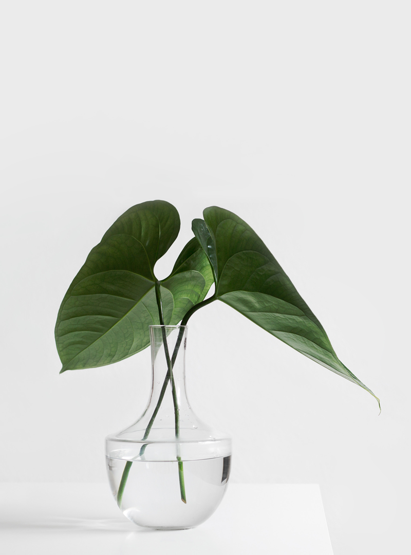 1242637-plant-2.png