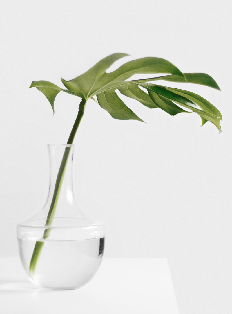 1272631-plant1.png