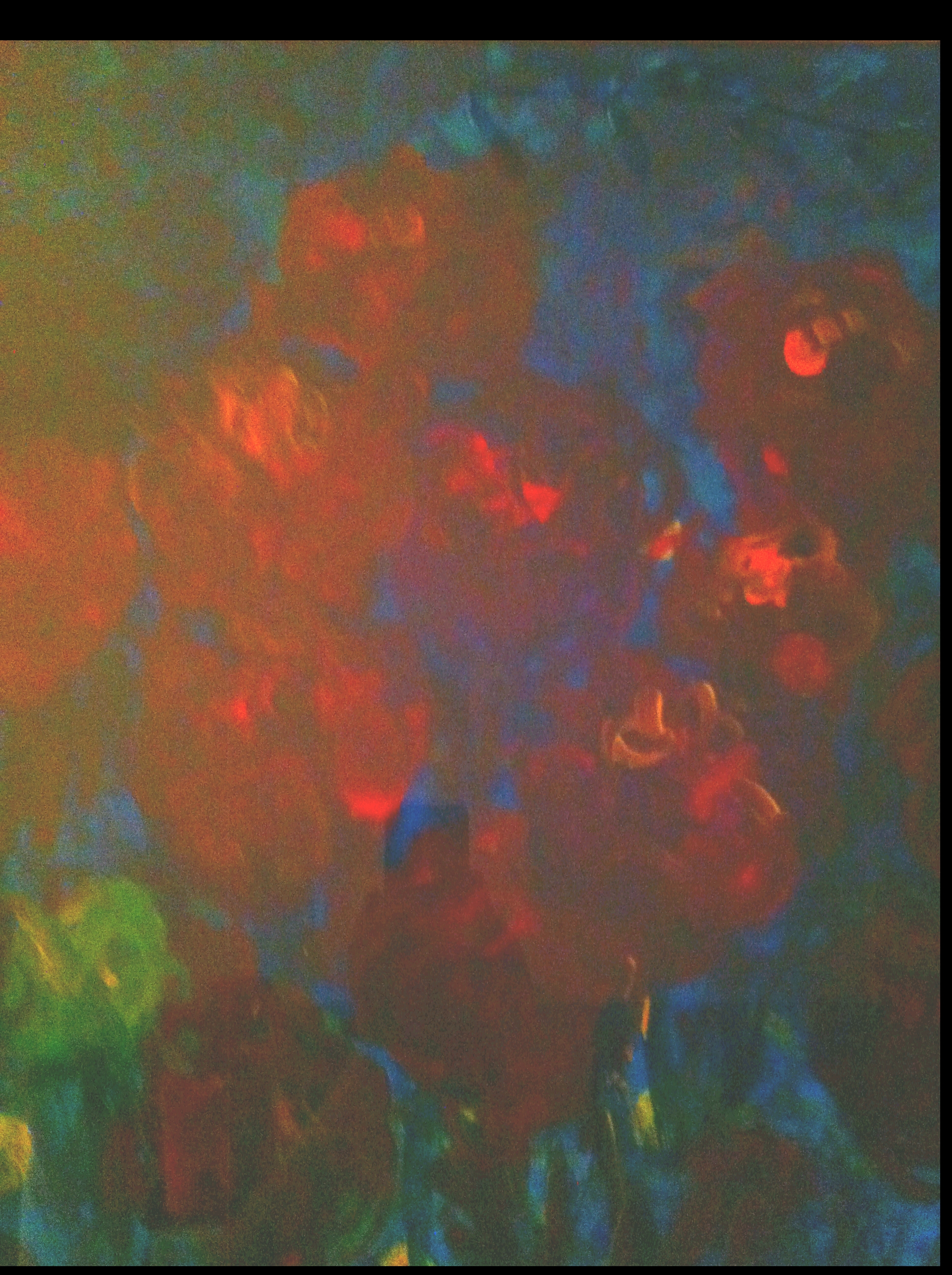 Roses opaque / Verschwommene Rosen 119-imgrosen.jpg