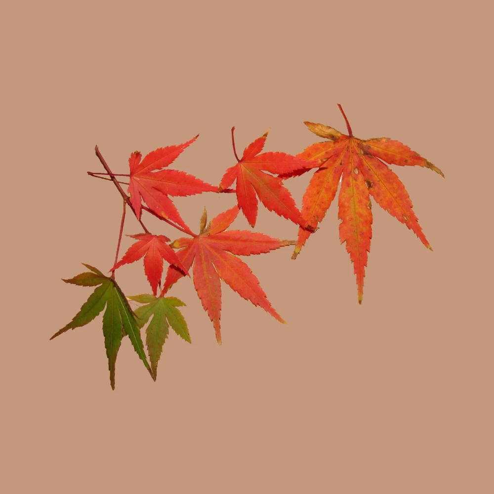 167-wistful-autumn-temp-17098394102992.png