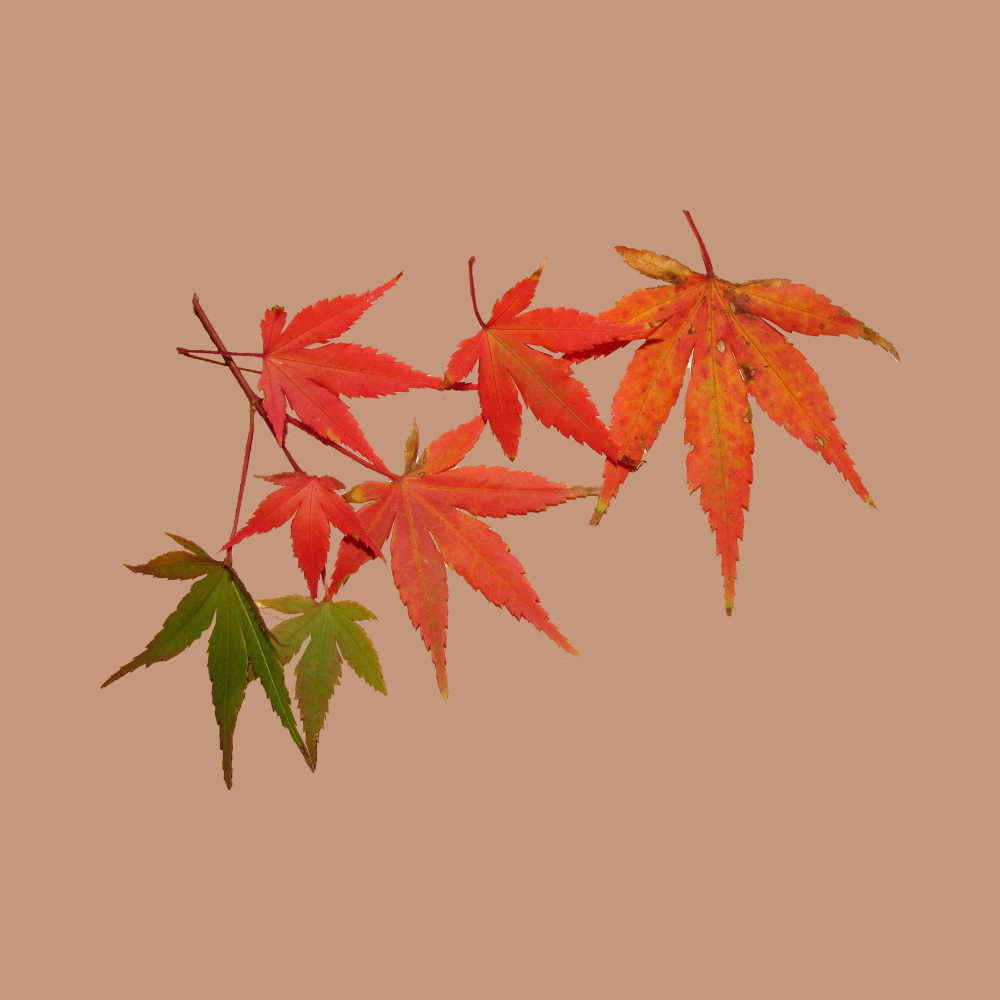 238-wistful-autumn-temp-17098394102992.png